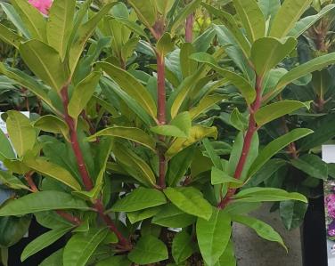 Plantes diverses Rhododendron Jardin Service Fourny Paysagiste & Espaces Verts