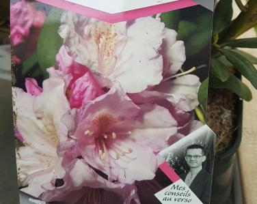 Plantes diverses Rhododendron Daniel Gelin 18.00€ Jardin Service Fourny Paysagiste & Espaces Verts
