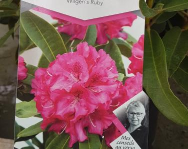 Plantes diverses Rhododendron Wilgen\\'s ruby 18€ Jardin Service Fourny Paysagiste & Espaces Verts