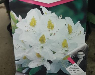 Plantes diverses Rhododendron Mme Masson 18.00€ Jardin Service Fourny Paysagiste & Espaces Verts