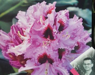 Plantes diverses Rhododendron kabarett 18.00€ Jardin Service Fourny Paysagiste & Espaces Verts