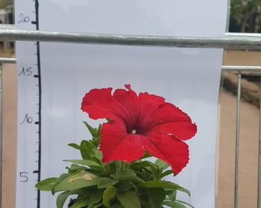 Plantes diverses Petunia 0.80€ Jardin Service Fourny Paysagiste & Espaces Verts