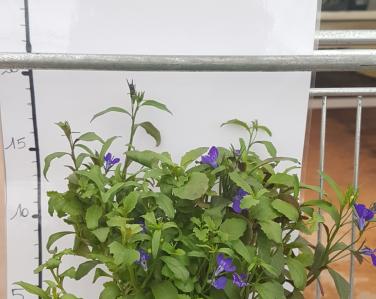 Plantes diverses Lobelia 0.80€ Jardin Service Fourny Paysagiste & Espaces Verts