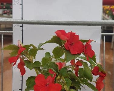 Plantes diverses Impatiens 0.80€ Jardin Service Fourny Paysagiste & Espaces Verts