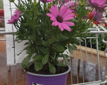 Plantes diverses Dimorphoteca 4.90€ Jardin Service Fourny Paysagiste & Espaces Verts