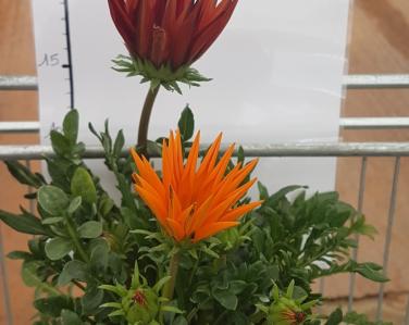 Plantes diverses Gazania 4.90€ Jardin Service Fourny Paysagiste & Espaces Verts