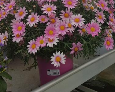 Plantes diverses Anthemis 8.90€ Jardin Service Fourny Paysagiste & Espaces Verts