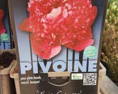 Plantes diverses Pivoine Felix Crousse Jardin Service Fourny Paysagiste & Espaces Verts