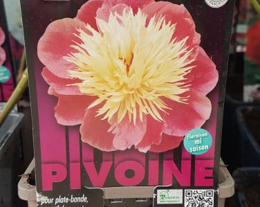 Plantes diverses Pivoine bowl of beauty Jardin Service Fourny Paysagiste & Espaces Verts